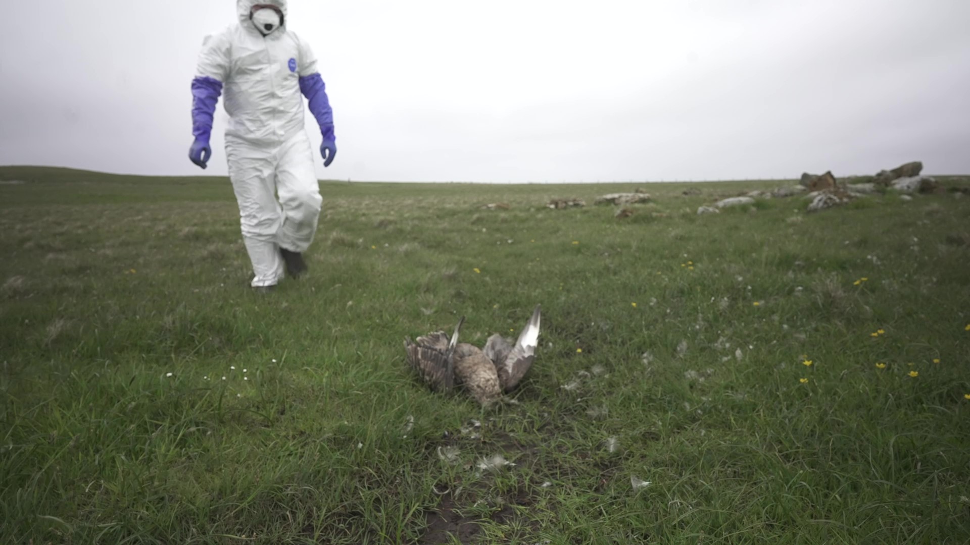 Image of man in hazard suit approaching dead bird.