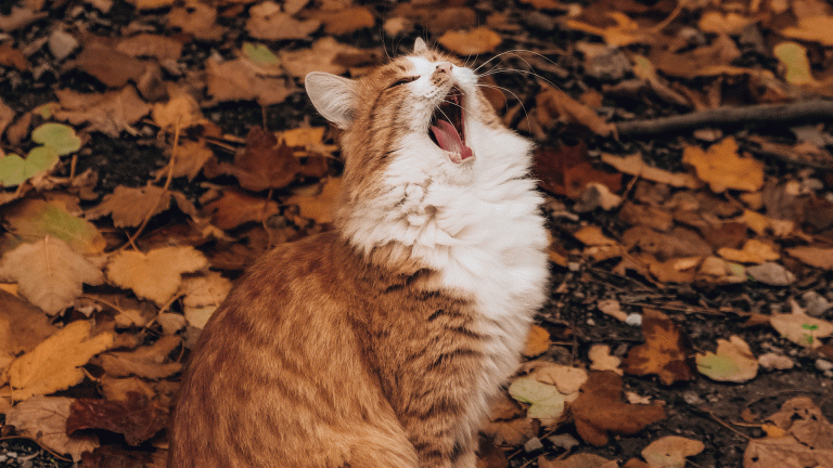 yawning cat