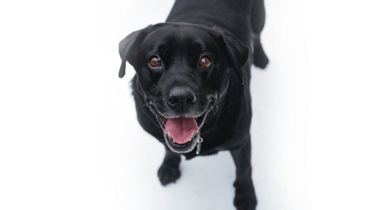 Rocky the labrador