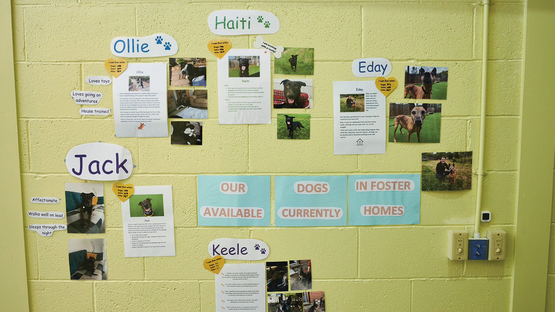 The rehoming wall at Dogs Trust