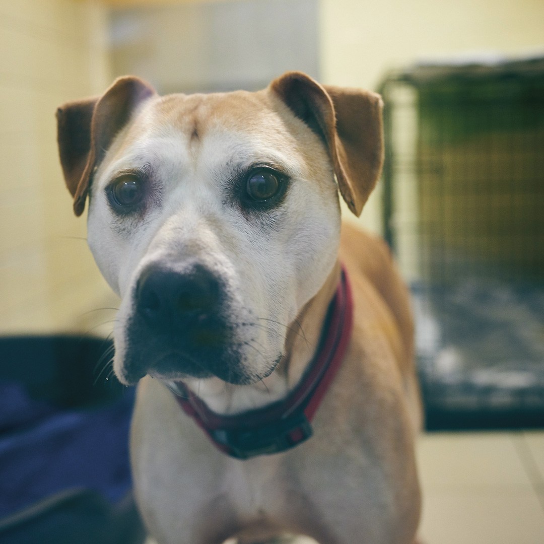 Like many pets, Rocky lost his home due to the cost of living. But ...