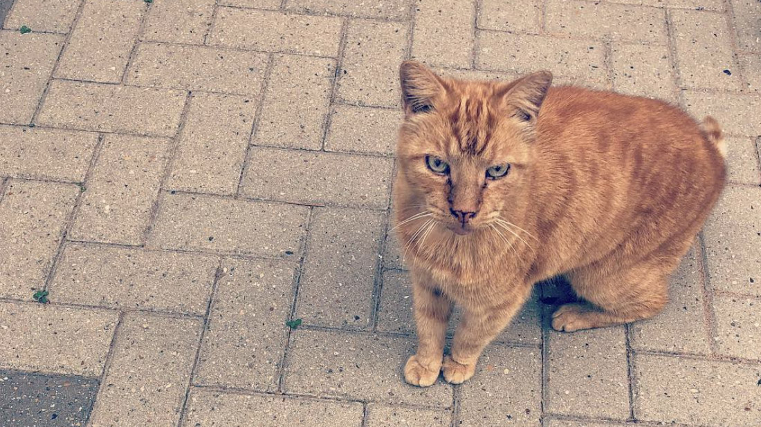 Nelson the cat