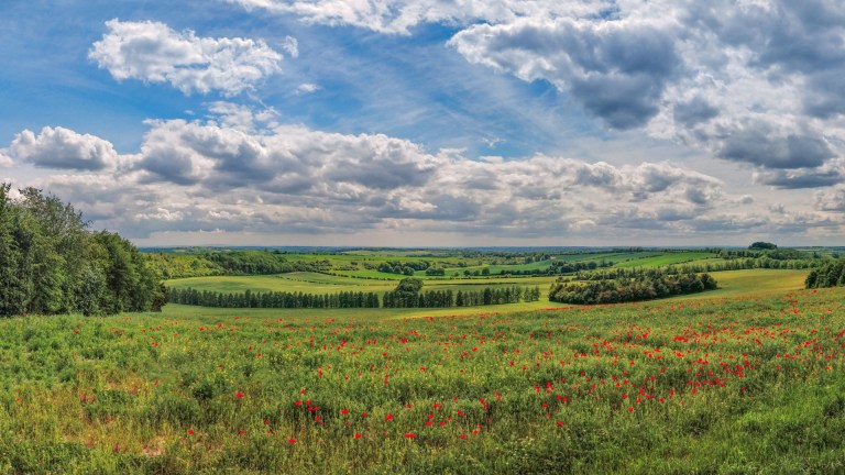 red poppies stand out on the green fields and blue sky