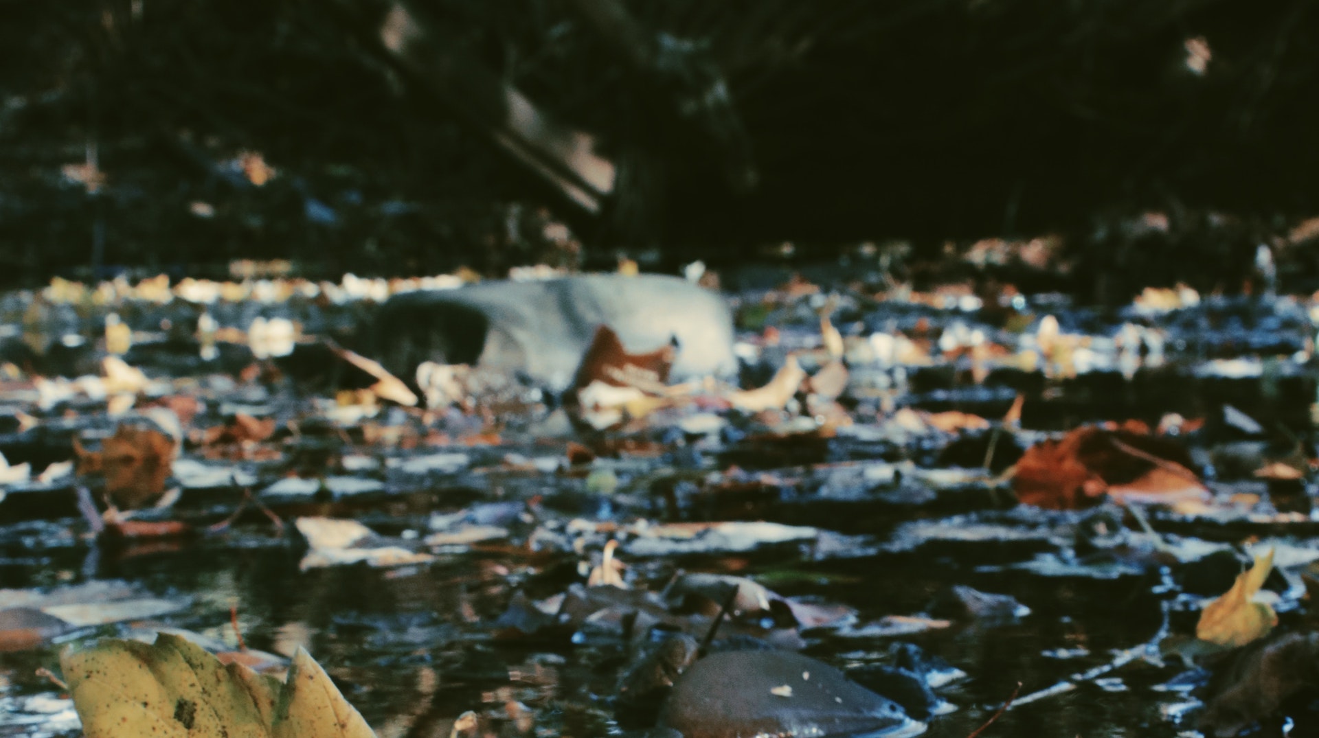 Plastic and waste pollution in a lake