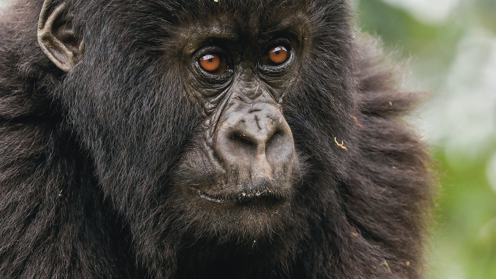 Mountain gorillas by Graeme Green