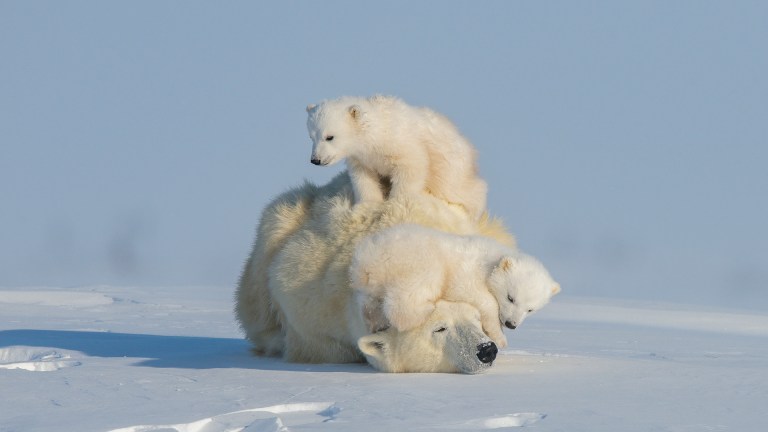 Polar Bear by Graeme Green