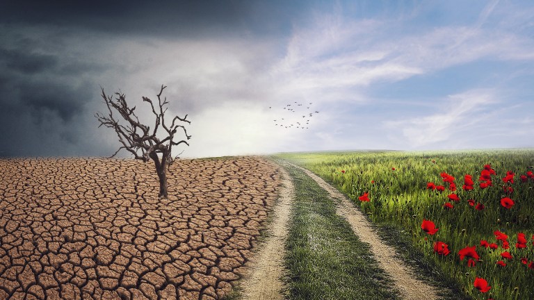 Climate change: Arid landscape beside a field of flowers