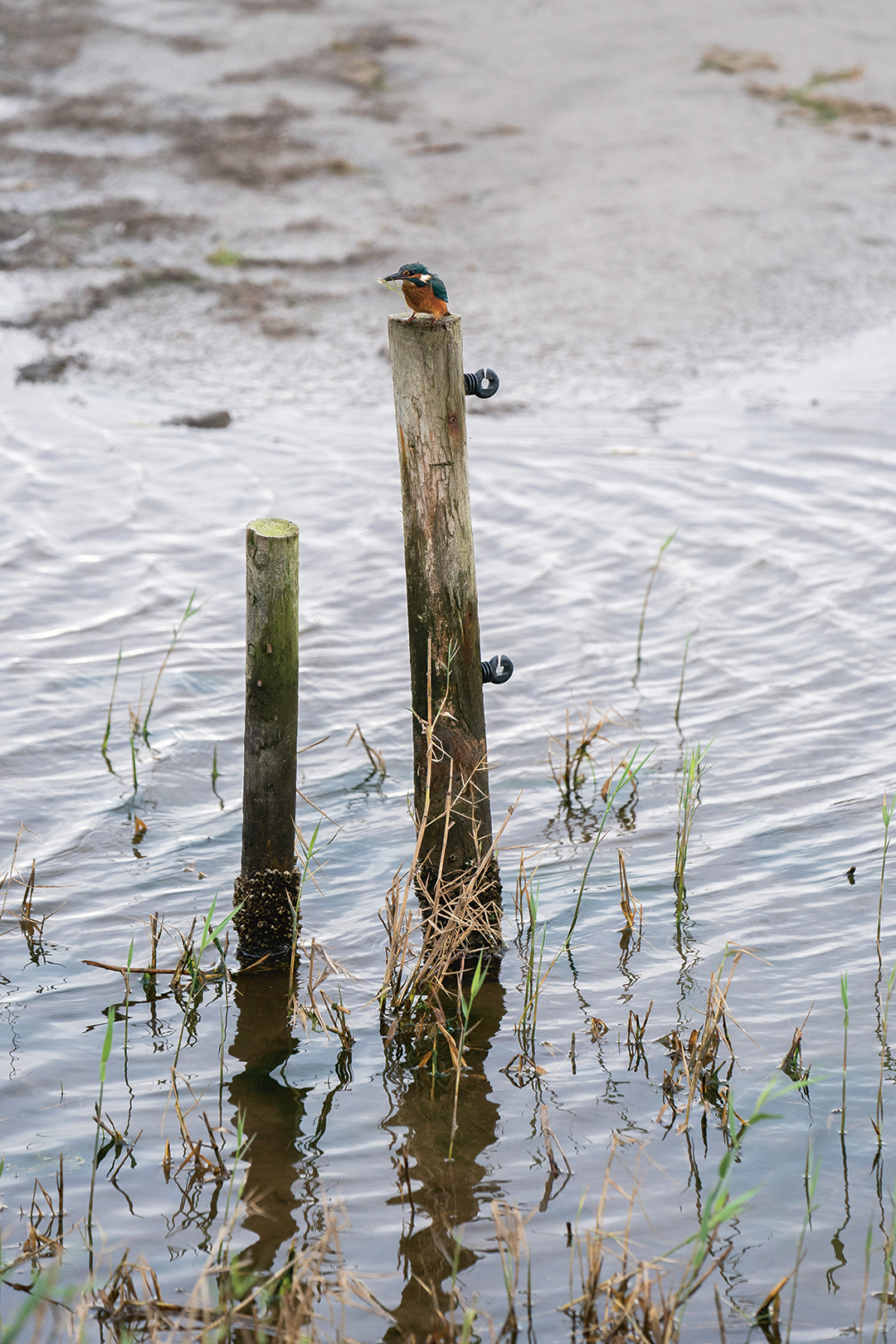 a bird on a post