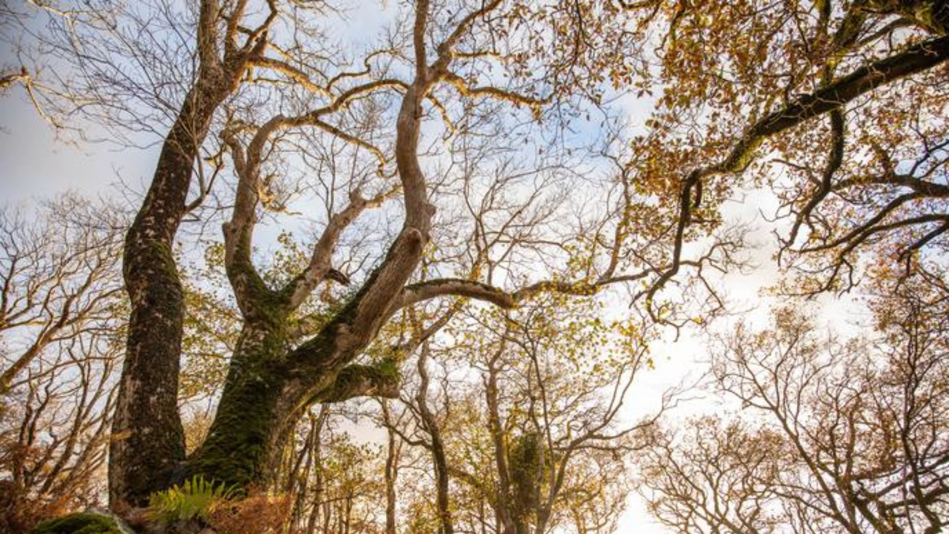 A fragment of Britain's ancient rainforests at Coed Crafnant.