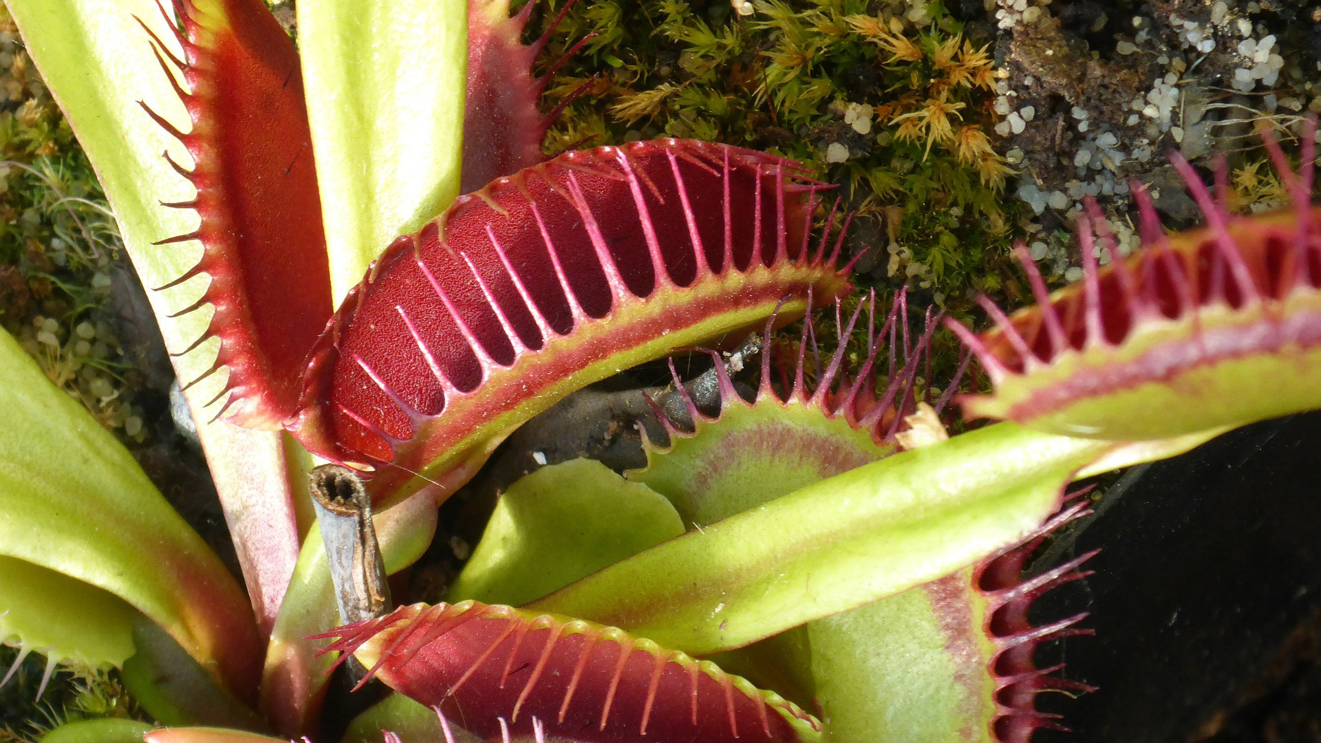 Venus fly trap plant