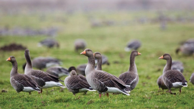 Pink footed geese on marshland