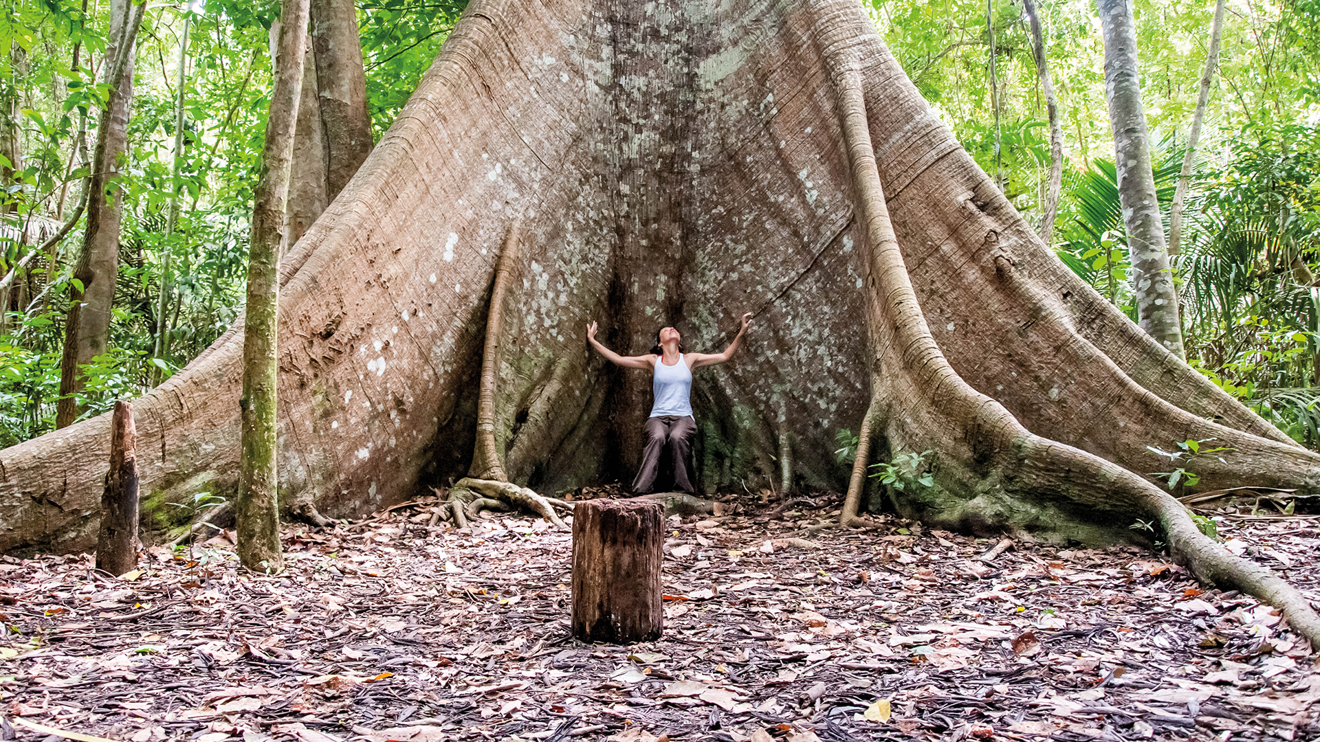 A woman sits at the roots of a huge tree