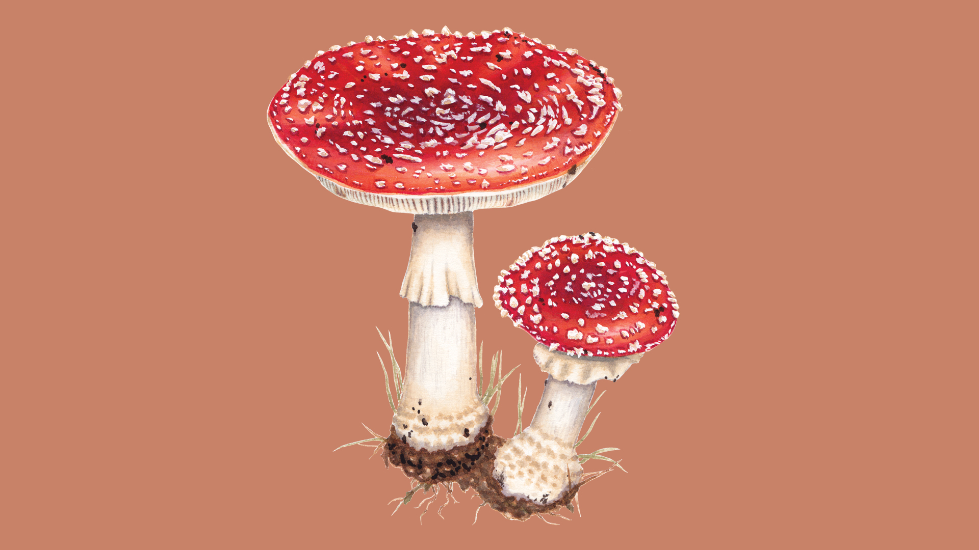 https://www.bigissue.com/wp-content/uploads/2023/11/1589-books-author-essay-hero-fungi.jpg?w=1920