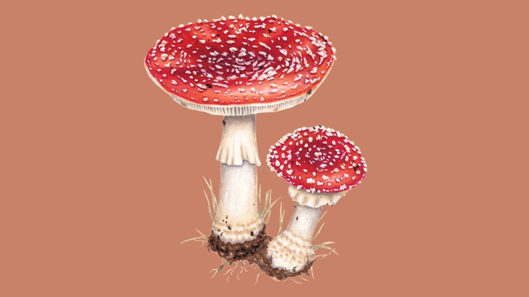 illustration of red spotted fungus