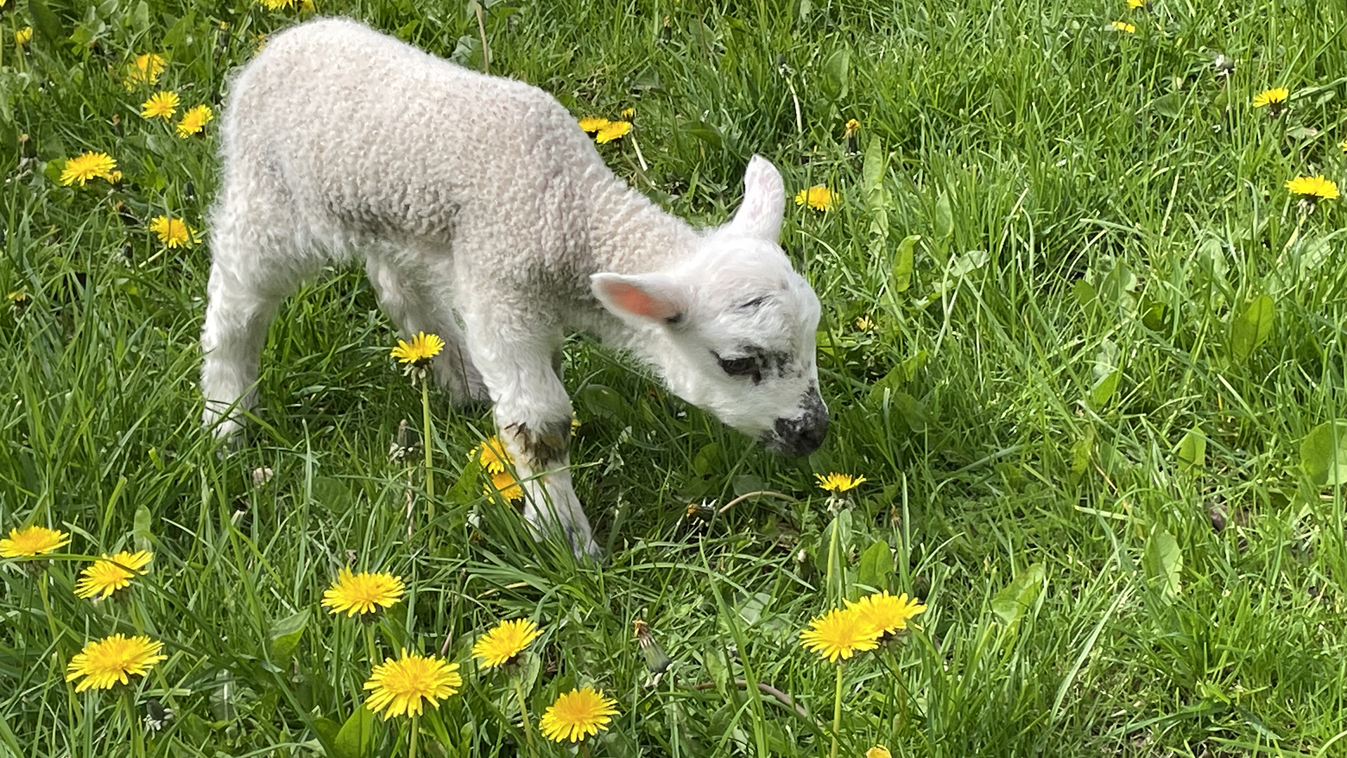 A lamb exploring its surroundings