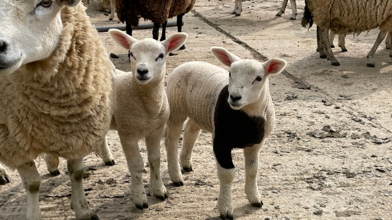 Lambs with their mother