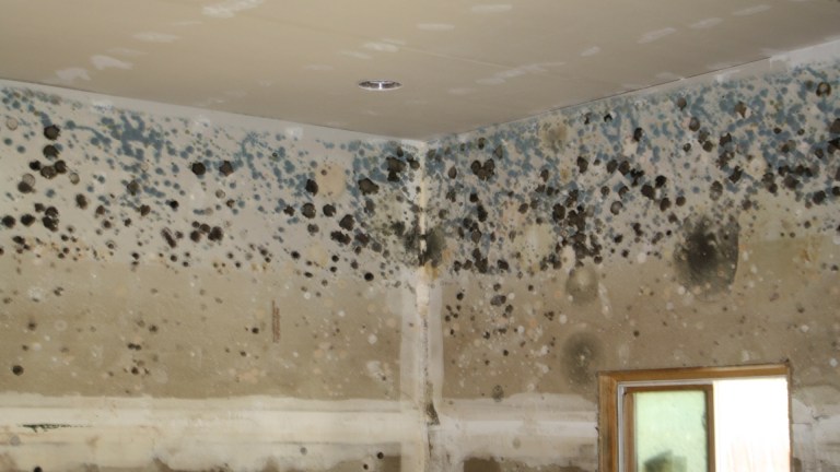renters are living with damp and mould and other issues