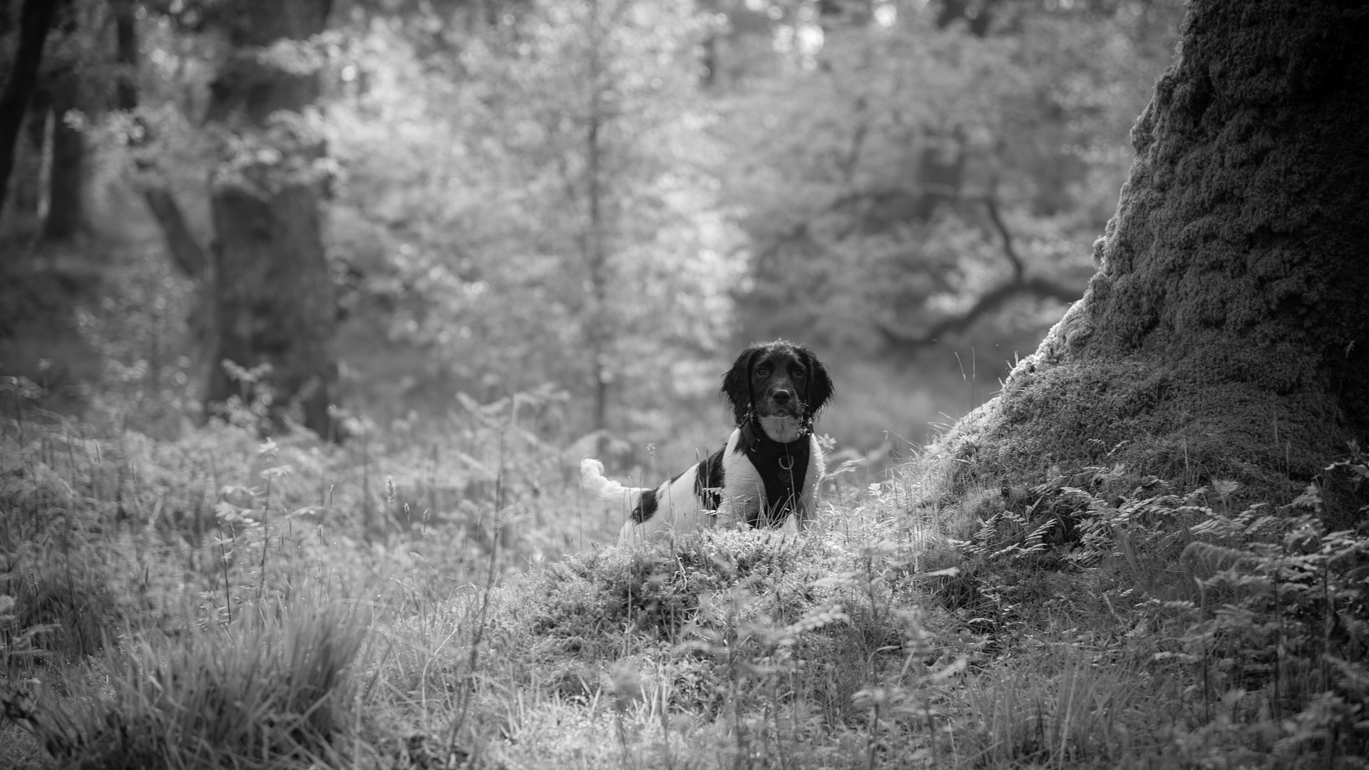 Black and white image of springer spaniel under a large tree