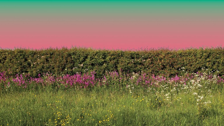 A flowering hawthorn hedgerow