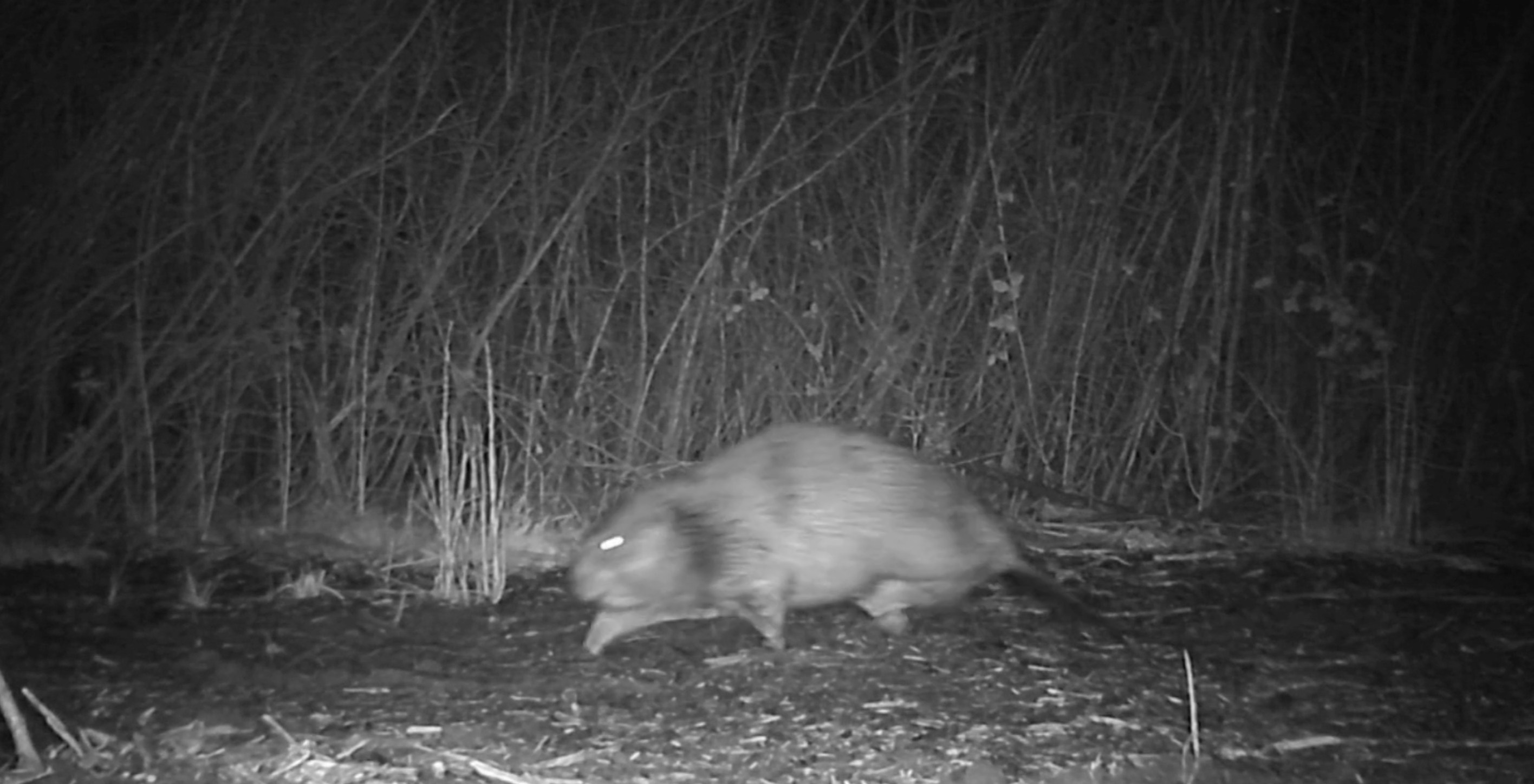 A beaver patrols its new habitat in Ealing, west London