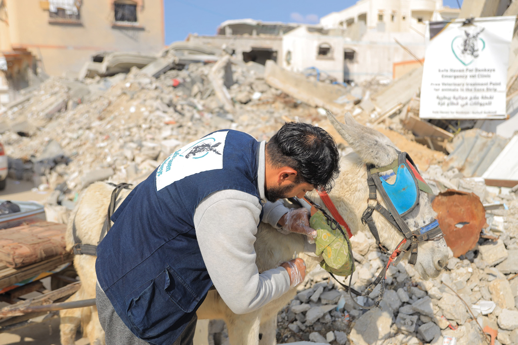 Donkeys Issue Donkeys are the main form of transport in Gaza. This vet keeps them ...