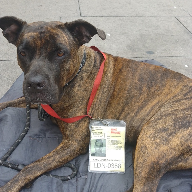 Big Issue vendor Neil Smith's dog Honey