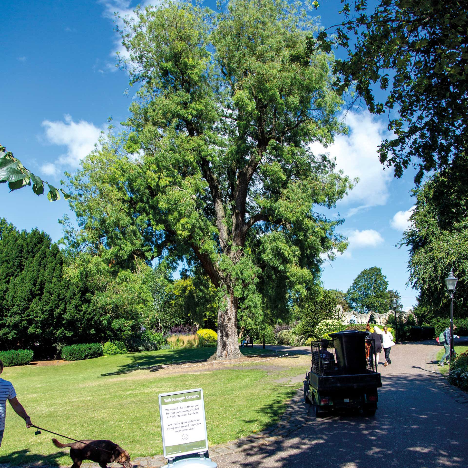 Here's a dozen fascinating trees you really should visit this year ...