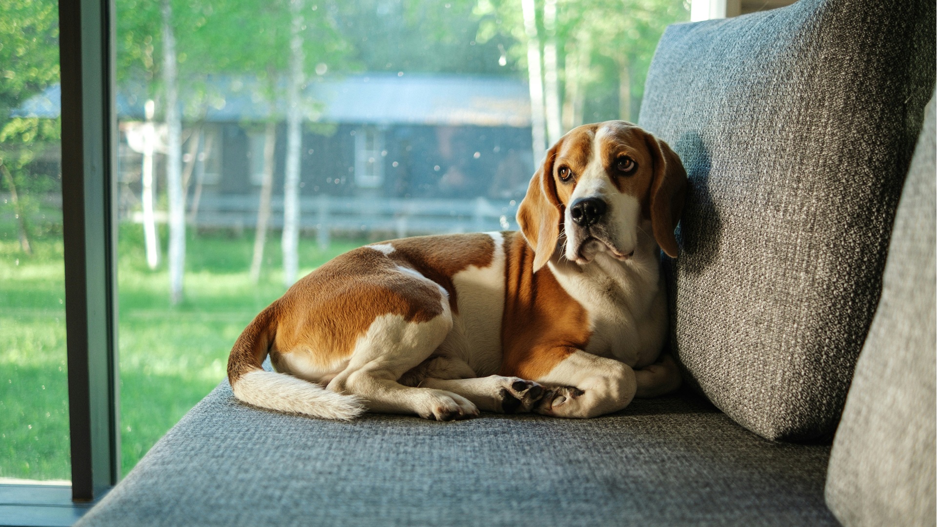 a dog sat on a sofa