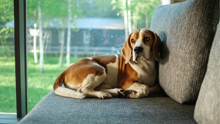a dog sat on a sofa
