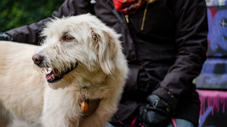a dog with their owner
