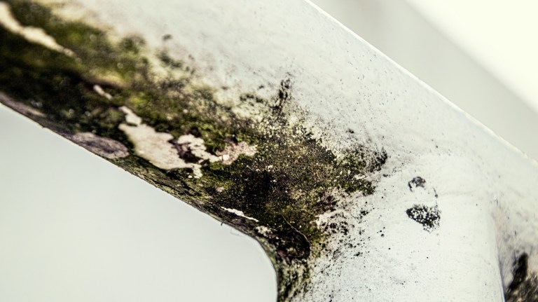 damp and mould