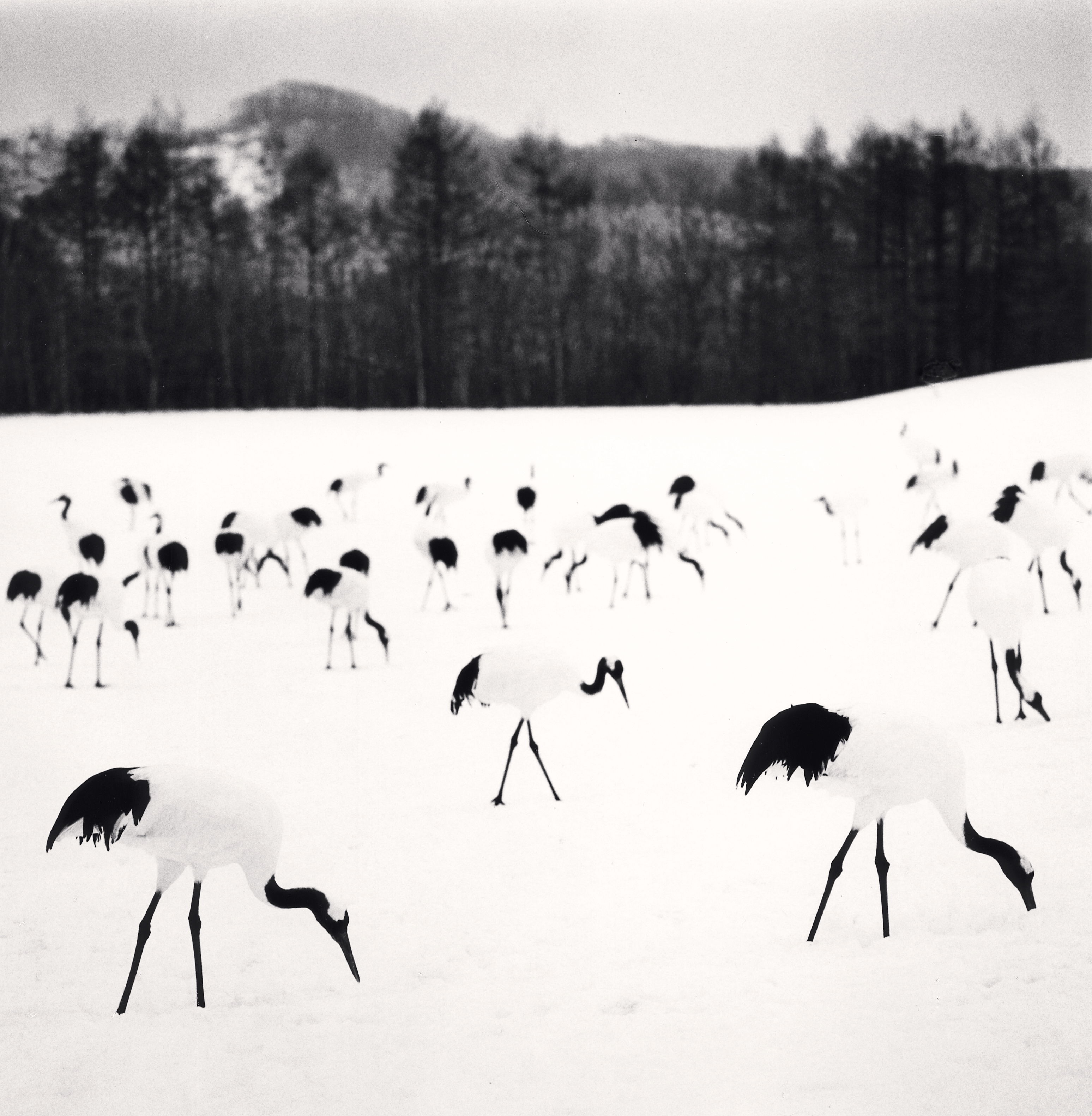 In pictures: Meditative serenity with Michael Kenna's Shin Shin