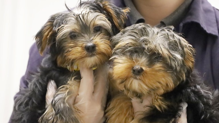 pip and squeak, smuggled puppies