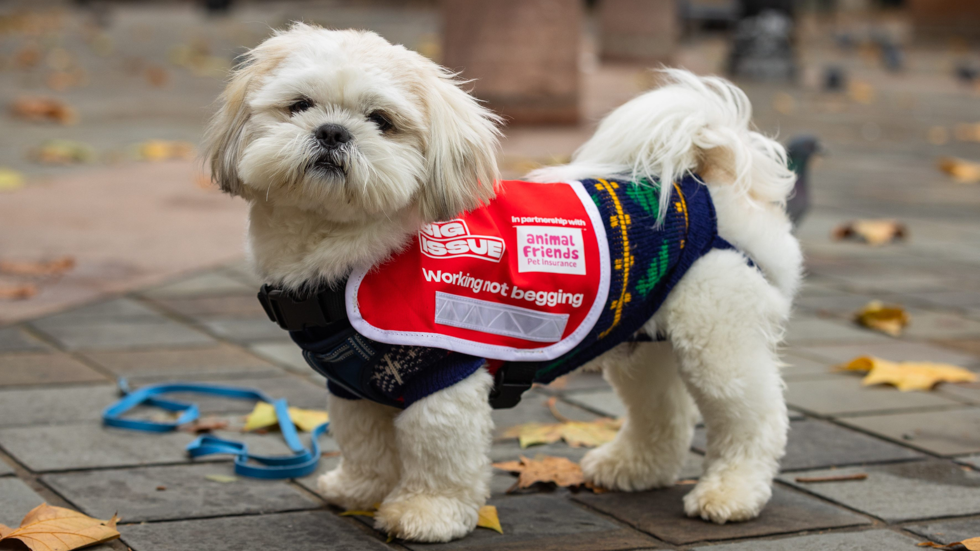 Shih Tzu Rolo stands side on to the camera, looking down the lens, wearing a new red Big Issue tabard.