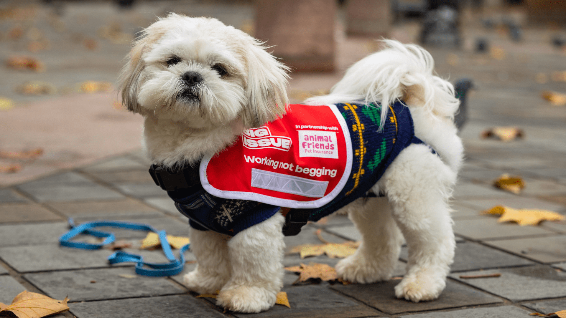 Shih Tzu Rolo stands side on to the camera, looking down the lens, wearing a new red Big Issue tabard.