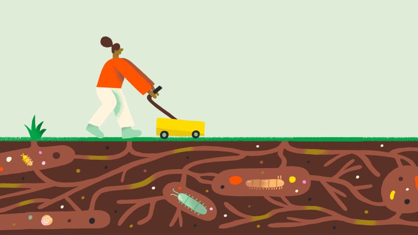 a gardening illustration