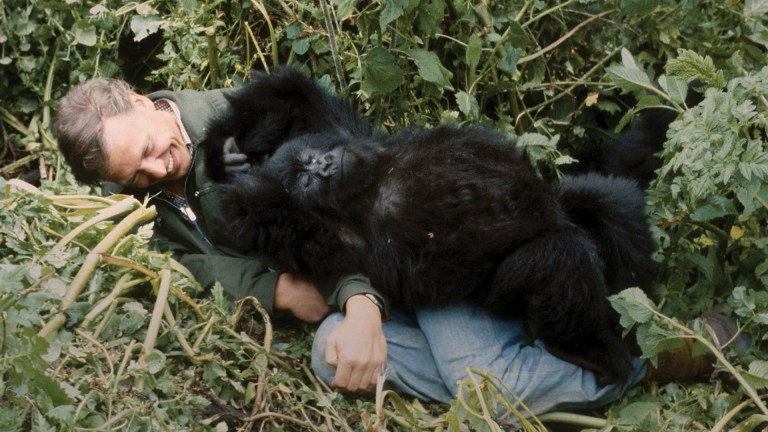 David Attenborough with a gorilla in Rwanda as part of his 1979 Life on Earth series
