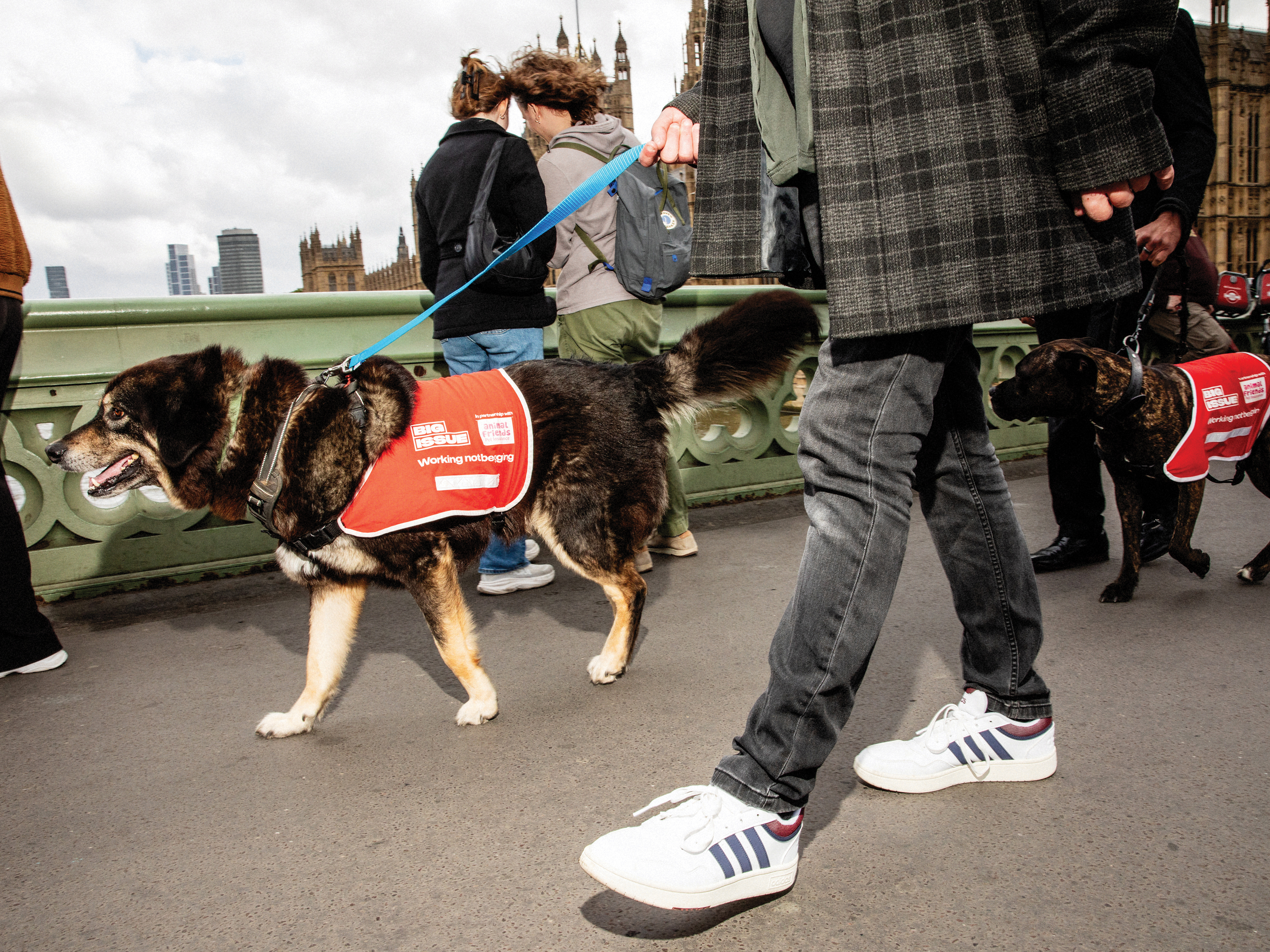 Big Issue vendor Ian Duff's dog Trigger outside parliament
