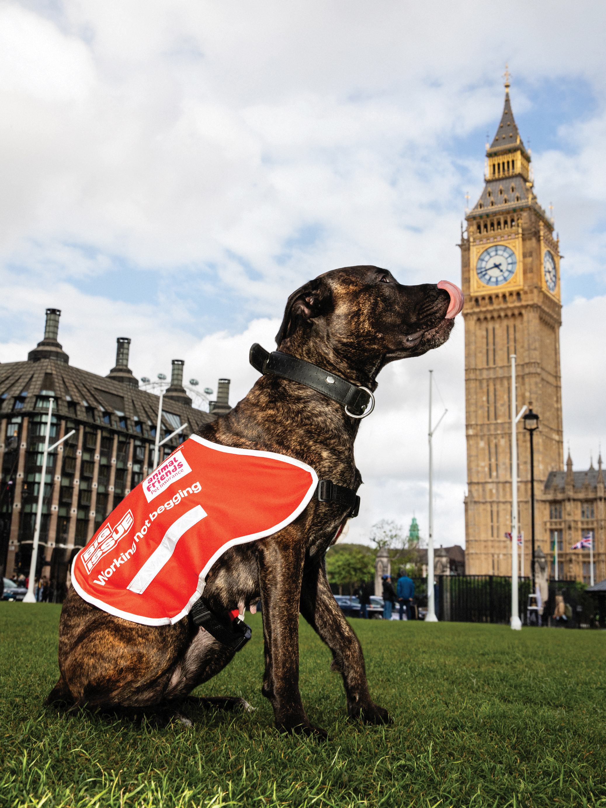 Big Issue vendor Andy Sanguy's dog Lucky Charm in front of Big Ben