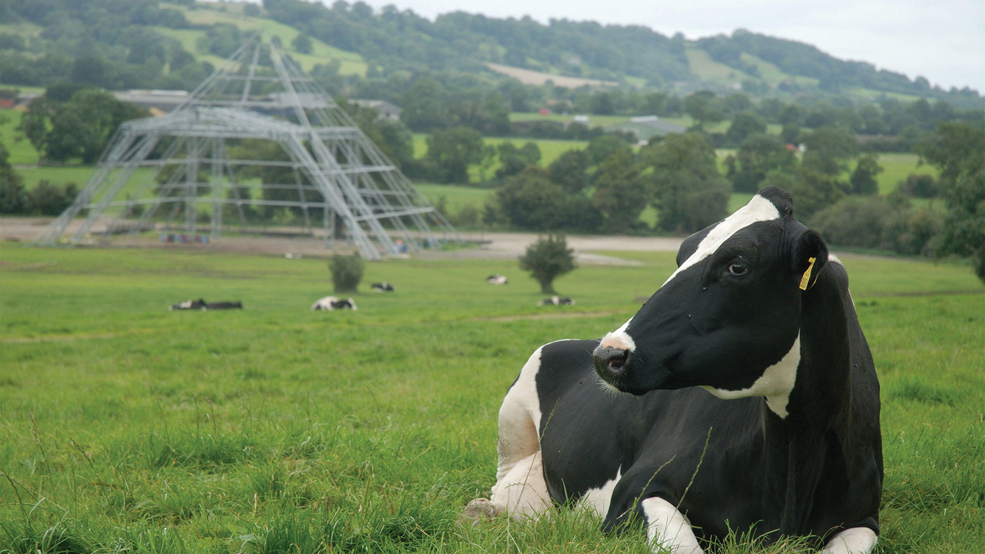 A cow in a field