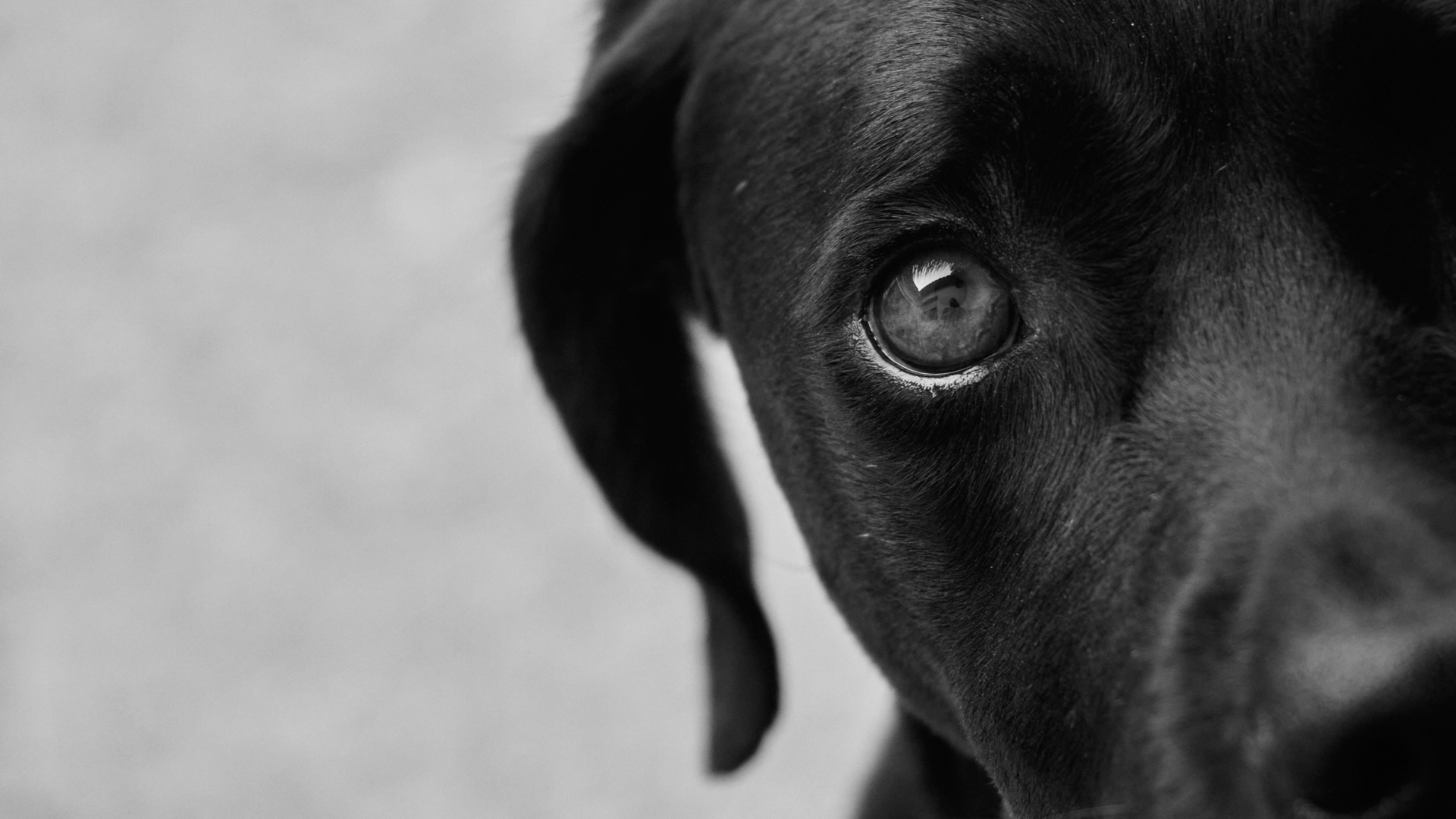 a black dog