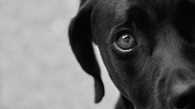 a black dog