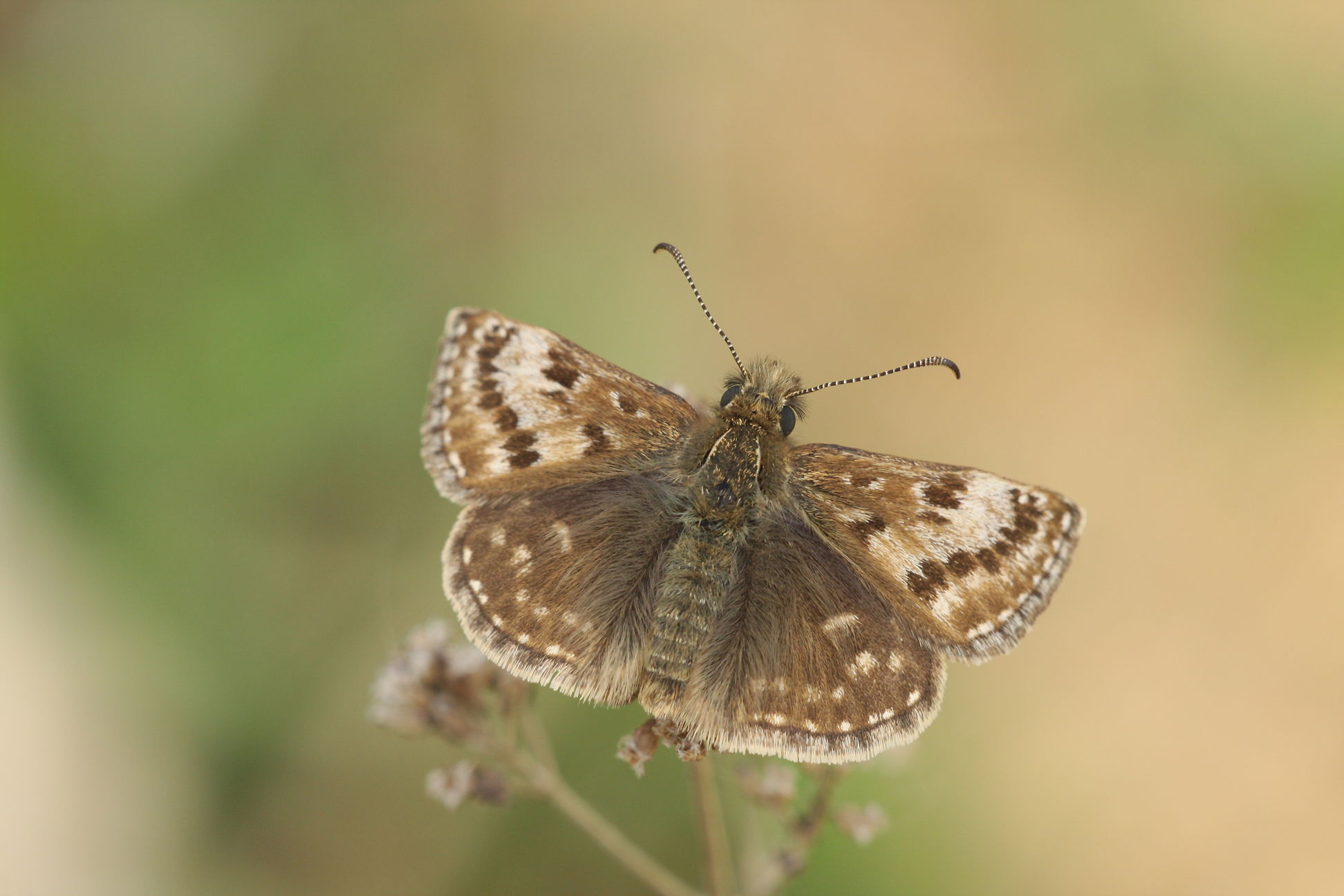 Google's plans threaten much of the habitat on the old speedway ground.